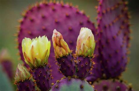 1 Purple Prickly Pear Cactus Opuntia macrocentra Pad