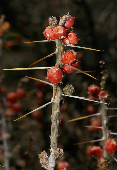 2 Christmas Cholla – Cylindropuntia leptocaulis Cuttings Healtny Harvesters