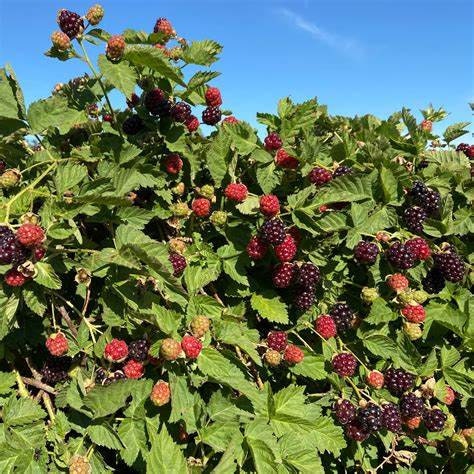 Boysenberry Plant Two  Gallon Size Healthy Harvesters
