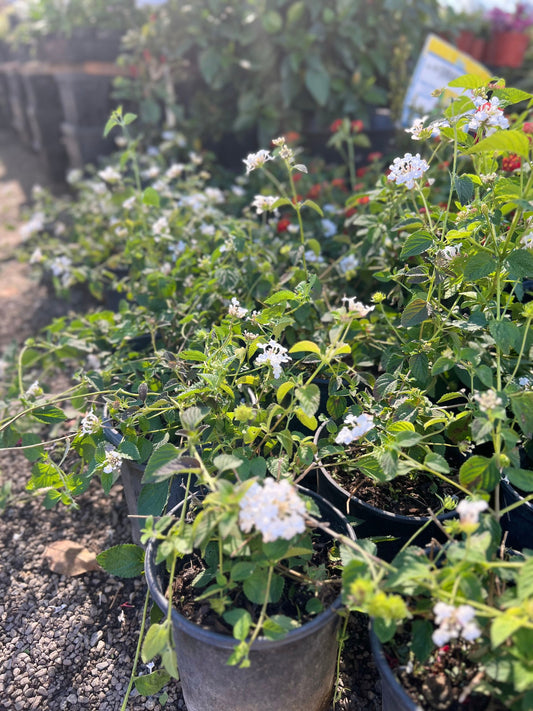 White Trailing Lantana Plant One Gallon Size