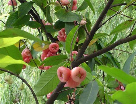 Rose Apple Tree Seedling