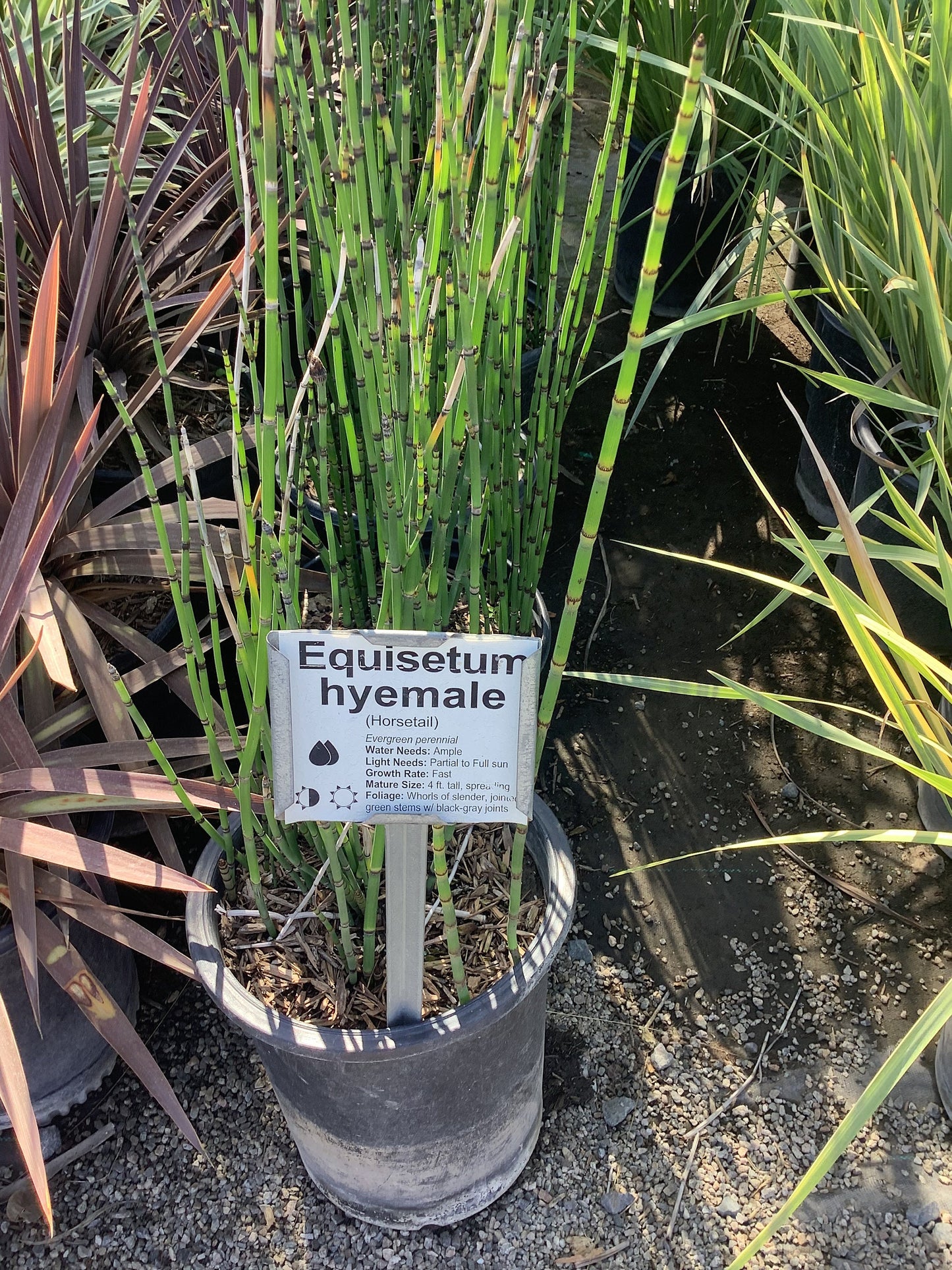Horsetail Equisetum hyemale Plant One Gallon Size