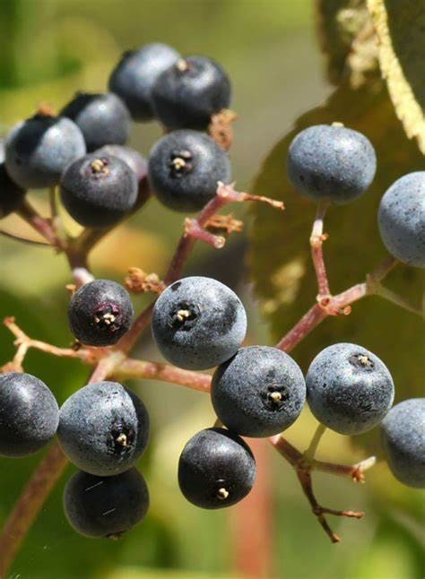 150 Blue Elderberry, Sambucus nigra ssp. cerulea Seeds Healthy Harvesters
