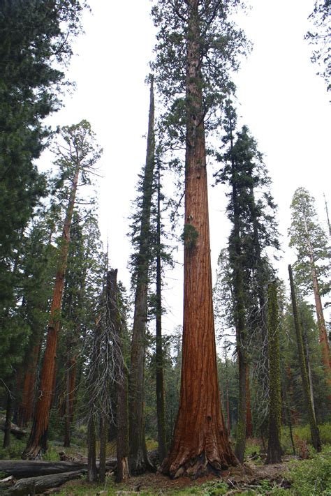 3 Giant Sequoia California Redwood Tree Seedlings