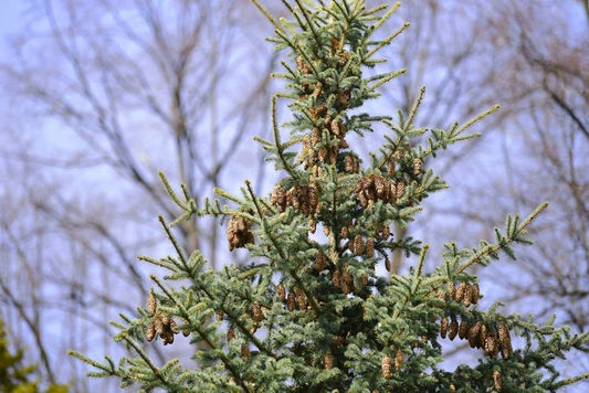 1 Norway Spruce Tree Seedling Miniature Christmas Tree