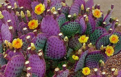 2 Purple Prickly Pear Cactus Opuntia macrocentra Pads