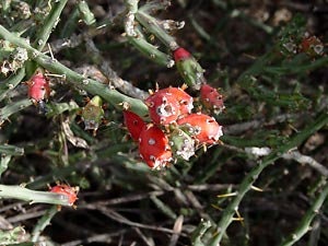 2 Christmas Cholla – Cylindropuntia leptocaulis Cuttings Healtny Harvesters