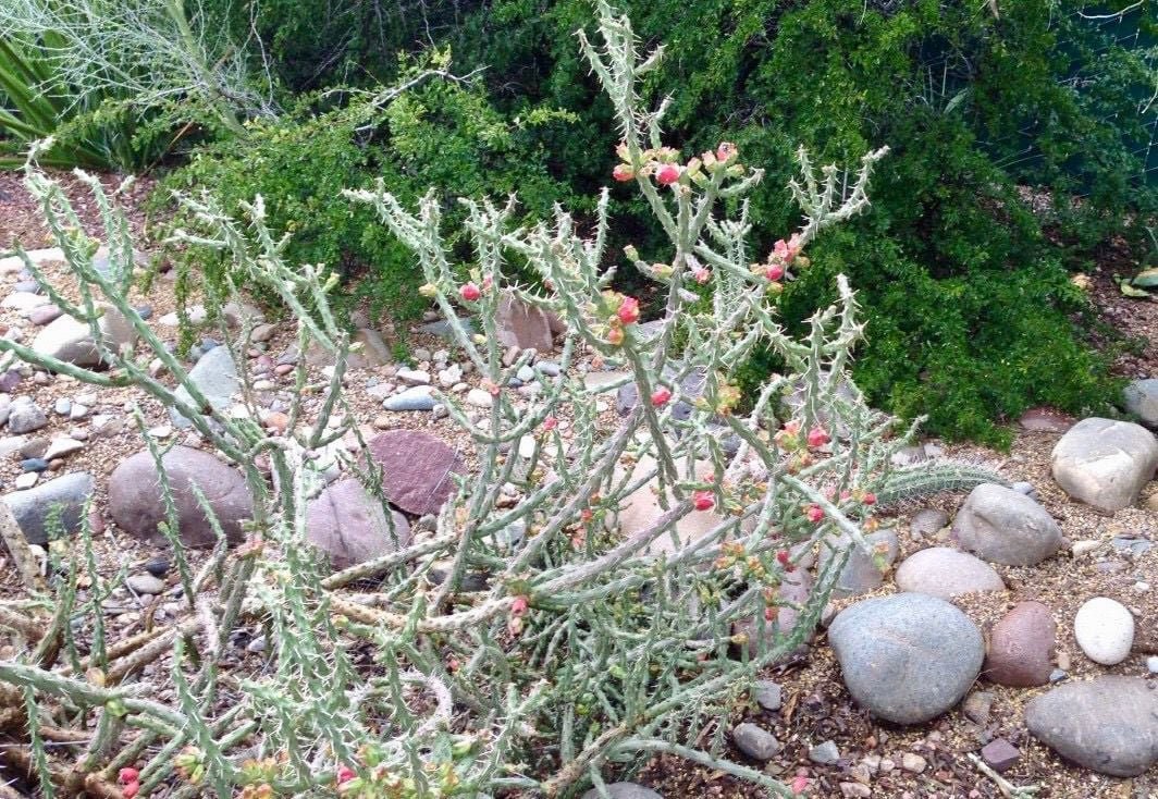 2 Christmas Cholla – Cylindropuntia leptocaulis Cuttings Healtny Harvesters