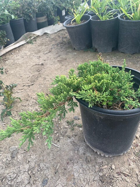 1 Juniper Pre Bonsai Tree Juniperus procumbens Nana dwarf Japanese Garden
