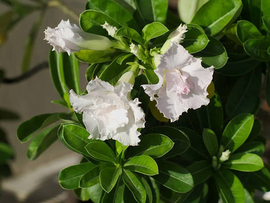 1 White Desert Rose Adenium obesum Plant