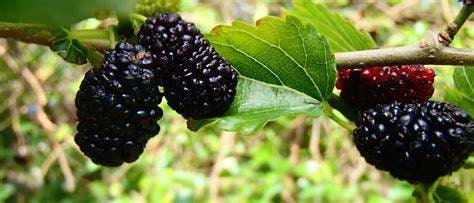 Dwarf Everbearing Black Mulberry Tree Morus nigra  Large 5 Gallon Size