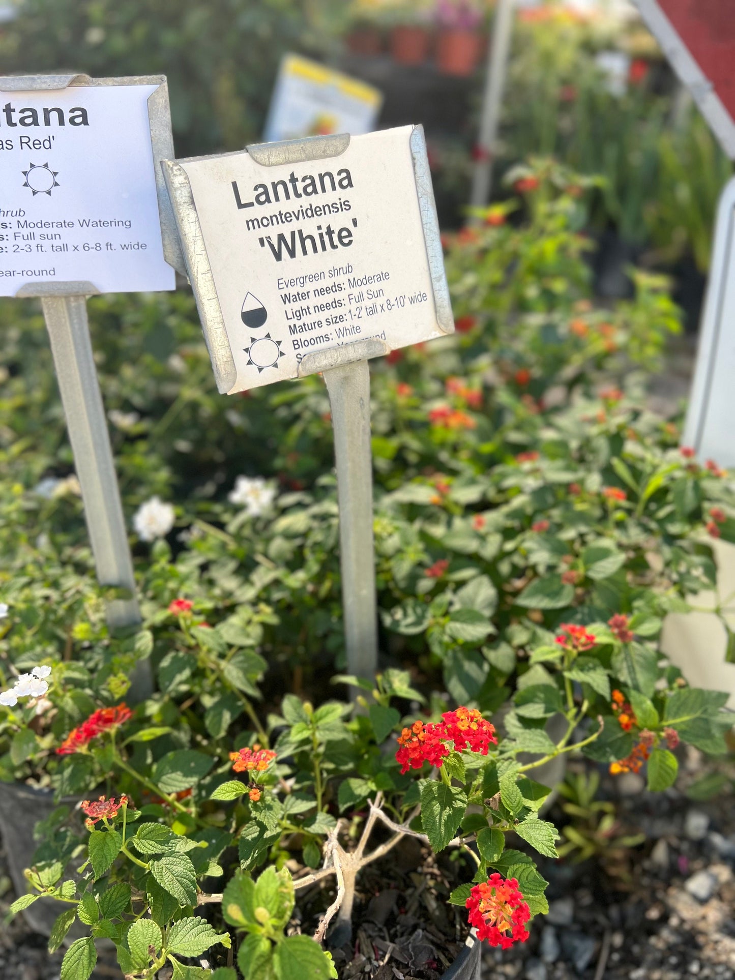 1 White Trailing Lantana Plant One Gallon Size