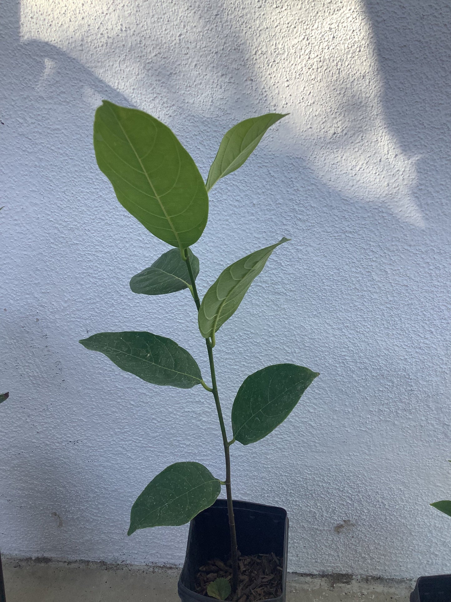 Jackfruit Tree Artocarpus heterophyllus Seedling