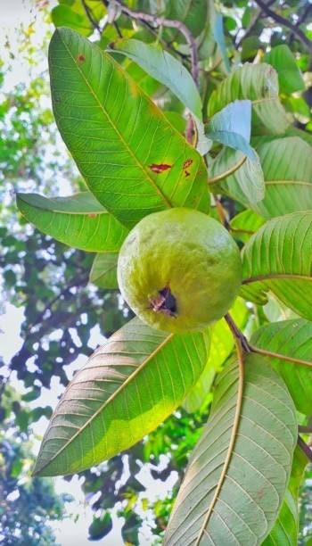 White Tropical Guava Tree (psidium guajava) Grafted Large 5 Gallon Size