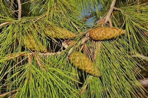 Aleppo Pine Pinus halepensis One Gallon Size
