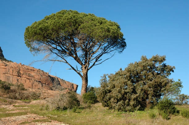Aleppo Pine Pinus halepensis One Gallon Size