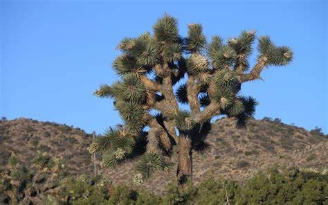 90 Joshua Tree Seeds Healtny Harvesters