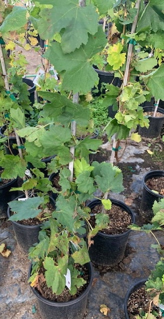 Thompson Seedless Grape Plant 5 Gallon Size