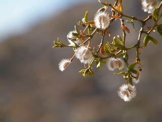 100 Creosote bushes (Larrea tridenta) Seeds Healthy Harvesters
