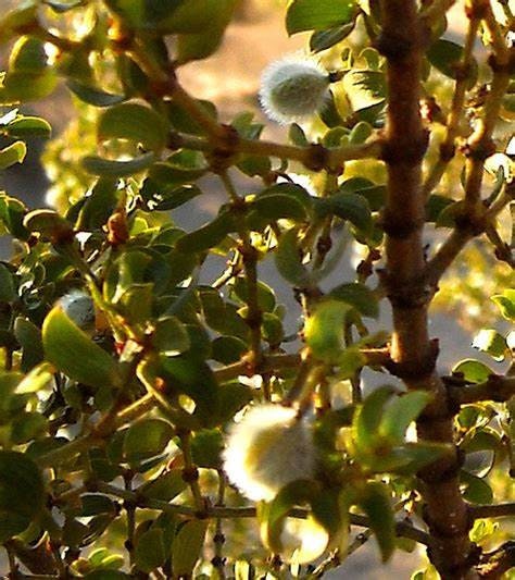 100 Creosote bushes (Larrea tridenta) Seeds