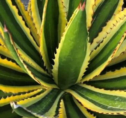 Agave lophantha Quadricolor Plant One Gallon Size Healthy Harvesters