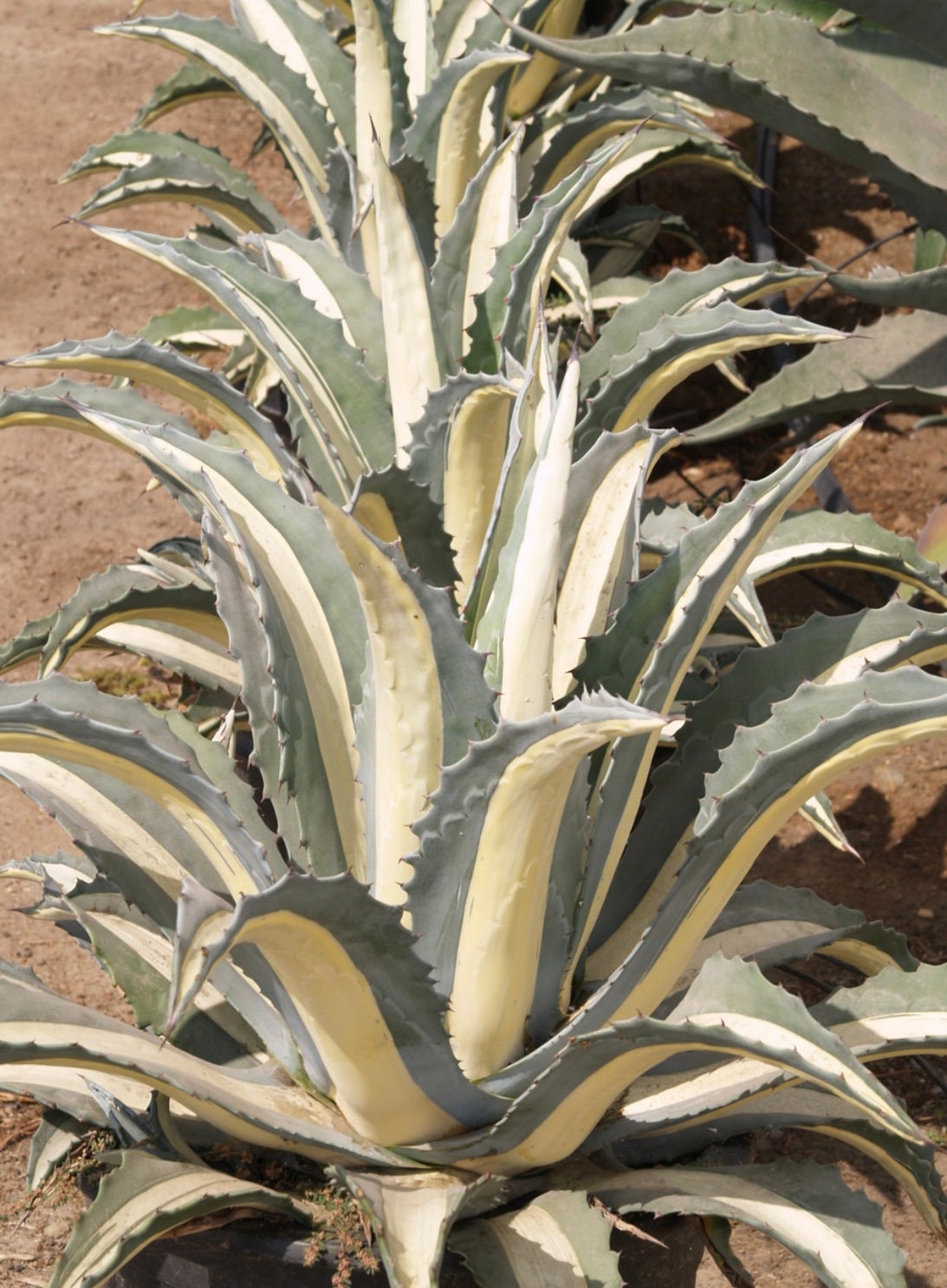 Agave Medio-Picta Varigated Plant Large 5 Gallon Size