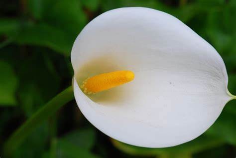 Calla Lilly Zantedeschia aethiopica Plant One Gallon Size Healtny Harvesters