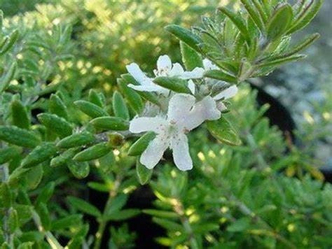 Westringia fruticosa 'Morning Light' (Coast Rosemary) Plant One Gallon Size