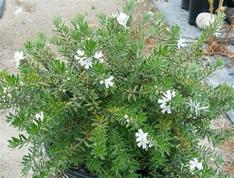 Westringia fruticosa 'Mundi' Plant One Gallon Size Healtny Harvesters