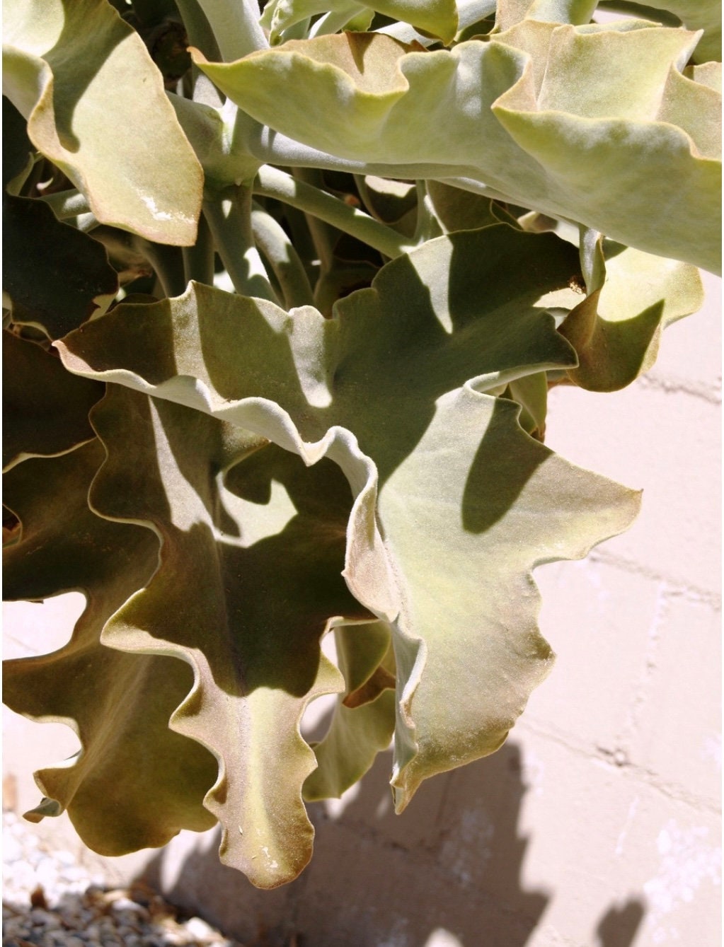 Velvet Leaf Elephant Ear Plant Kalanchoe beharensis One Gallon Size Healtny Harvesters