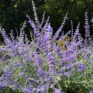 Russian Sage Perovskia atriplicifolia Blue Spire Plant One Gallon Size Healtny Harvesters