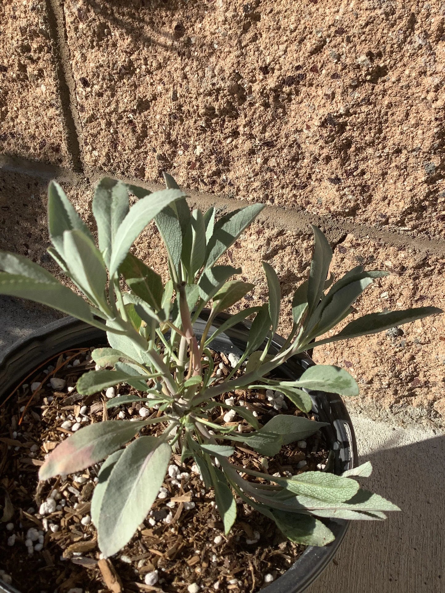 White Sage salvia apiana young plant