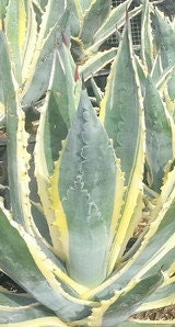 Agave americana ‘Variegata’ Plant Large 5 Gallon Size
