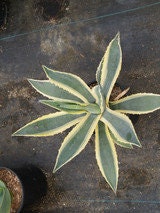 Agave americana ‘Variegata’ Plant Large 5 Gallon Size