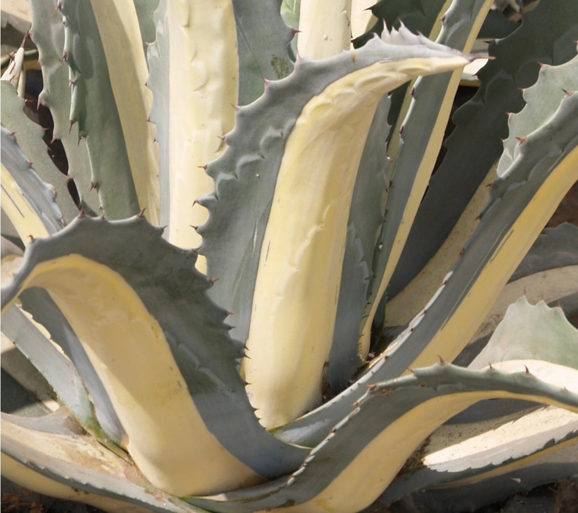 Agave Medio-Picta Varigated Plant One Gallon Size
