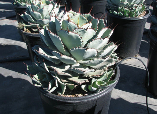 Agave Kisshokan Plant One Gallon Size Healthy Harvesters