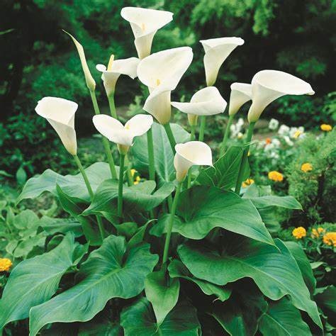 Calla Lilly Zantedeschia aethiopica Plant One Gallon Size