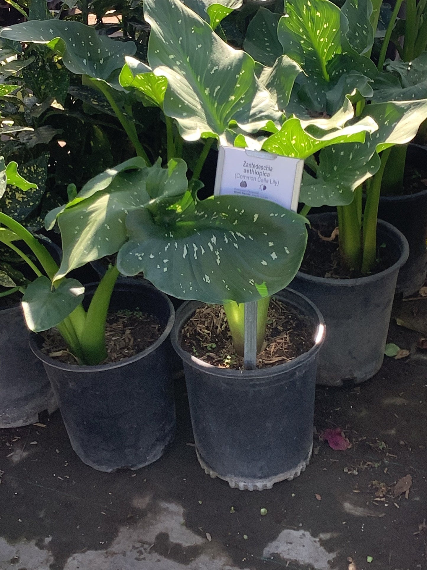 Calla Lilly Zantedeschia aethiopica Plant One Gallon Size