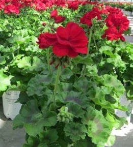 Red Geranium Plant