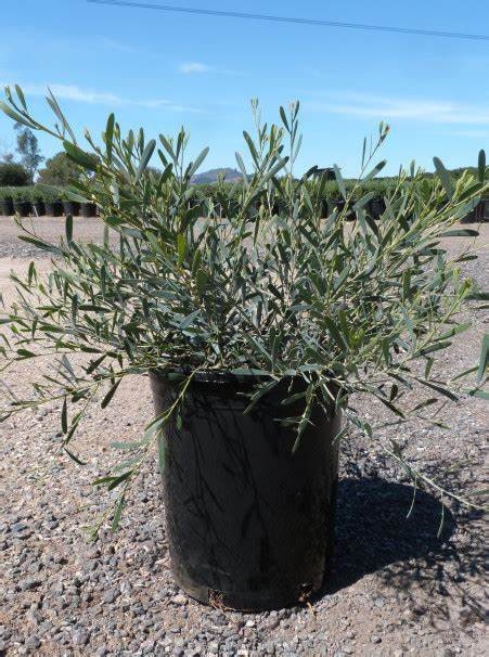 Low Boy Prostrate Acacia Plant One Gallon Size