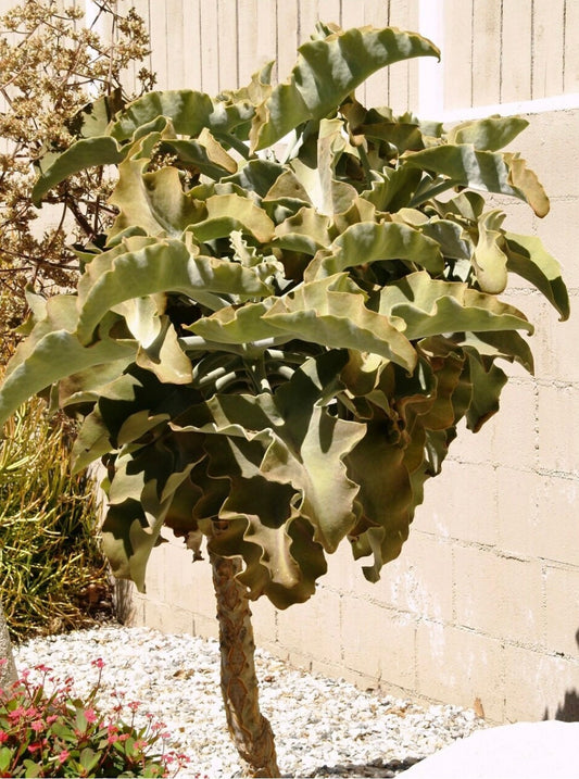 Velvet Leaf Elephant Ear Plant Kalanchoe beharensis One Gallon Size Healtny Harvesters