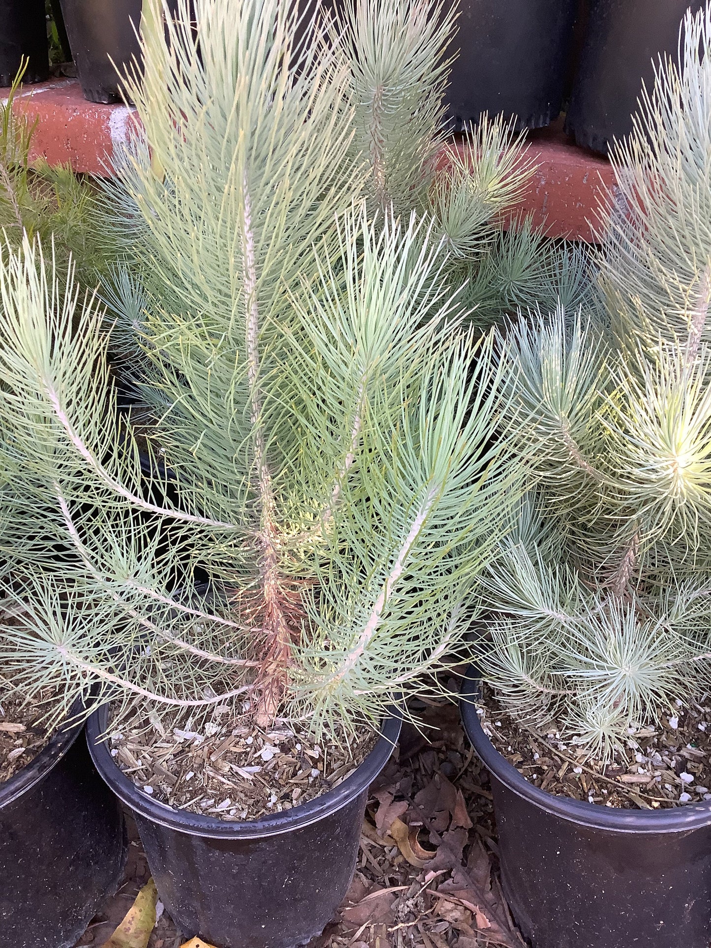 One Canary Island Pine Tree Pinus canariensis One Gallon Size