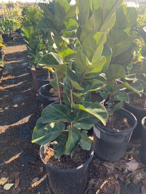 Ficus Lyrata 'Fiddle Leaf Fig' Tree Indoor House Plant Large 5  Gallon Size