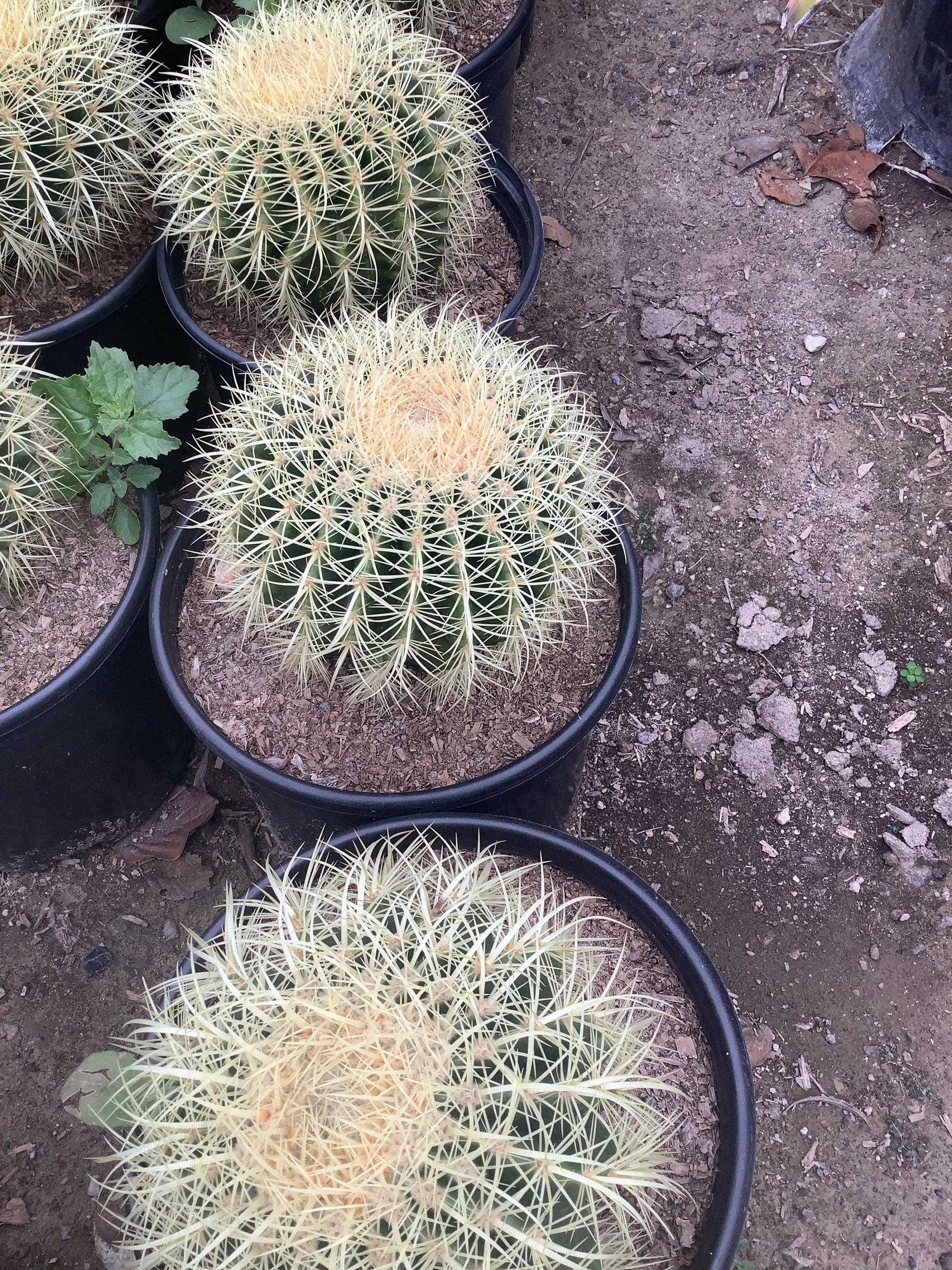 Golden Barrel Cactus Echinocactus Grusonii One Gallon Size