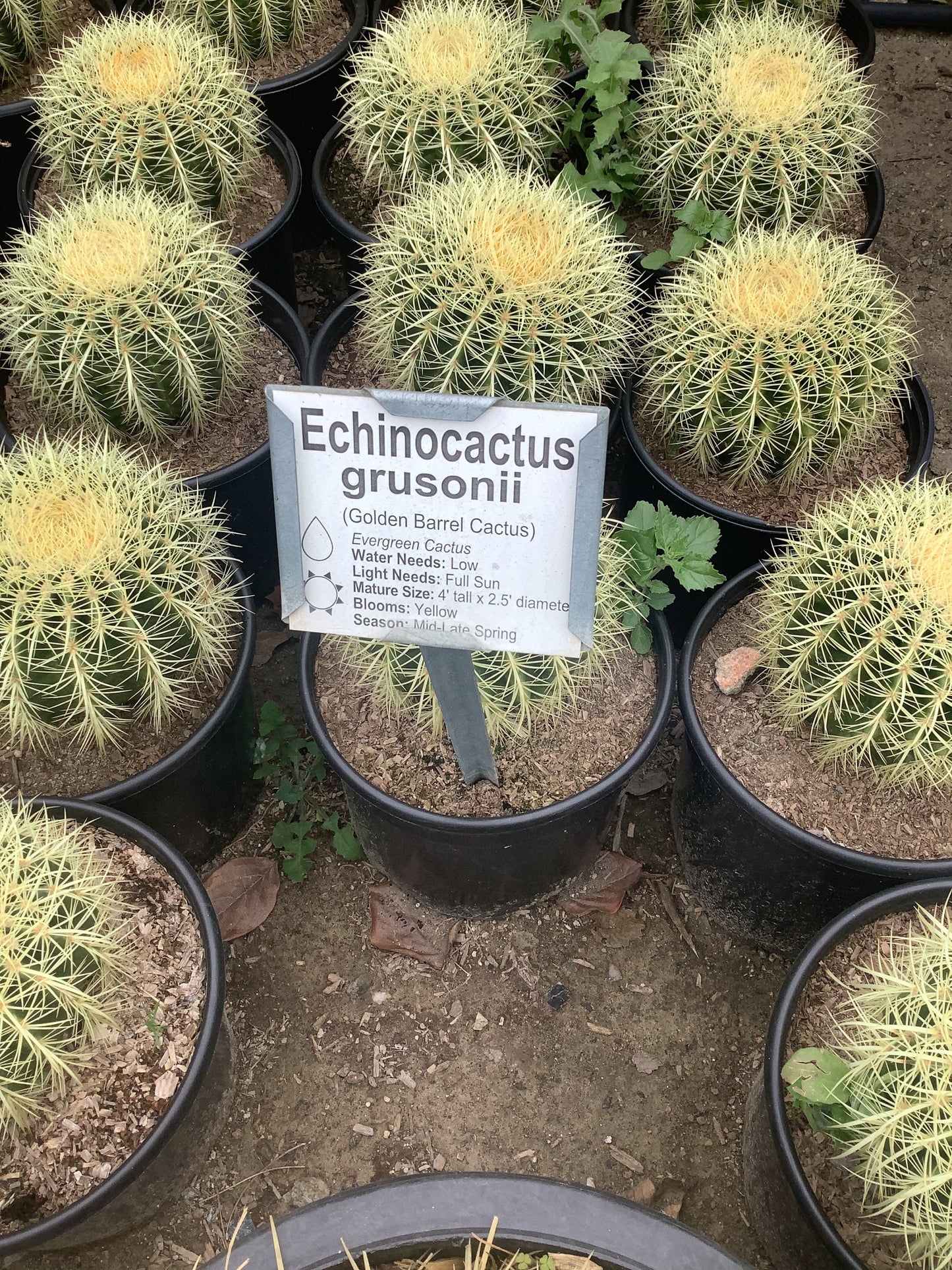 Golden Barrel Cactus Echinocactus Grusonii One Gallon Size