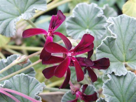 African Geranium Pelargonium sidoides Plant One Gallon Size