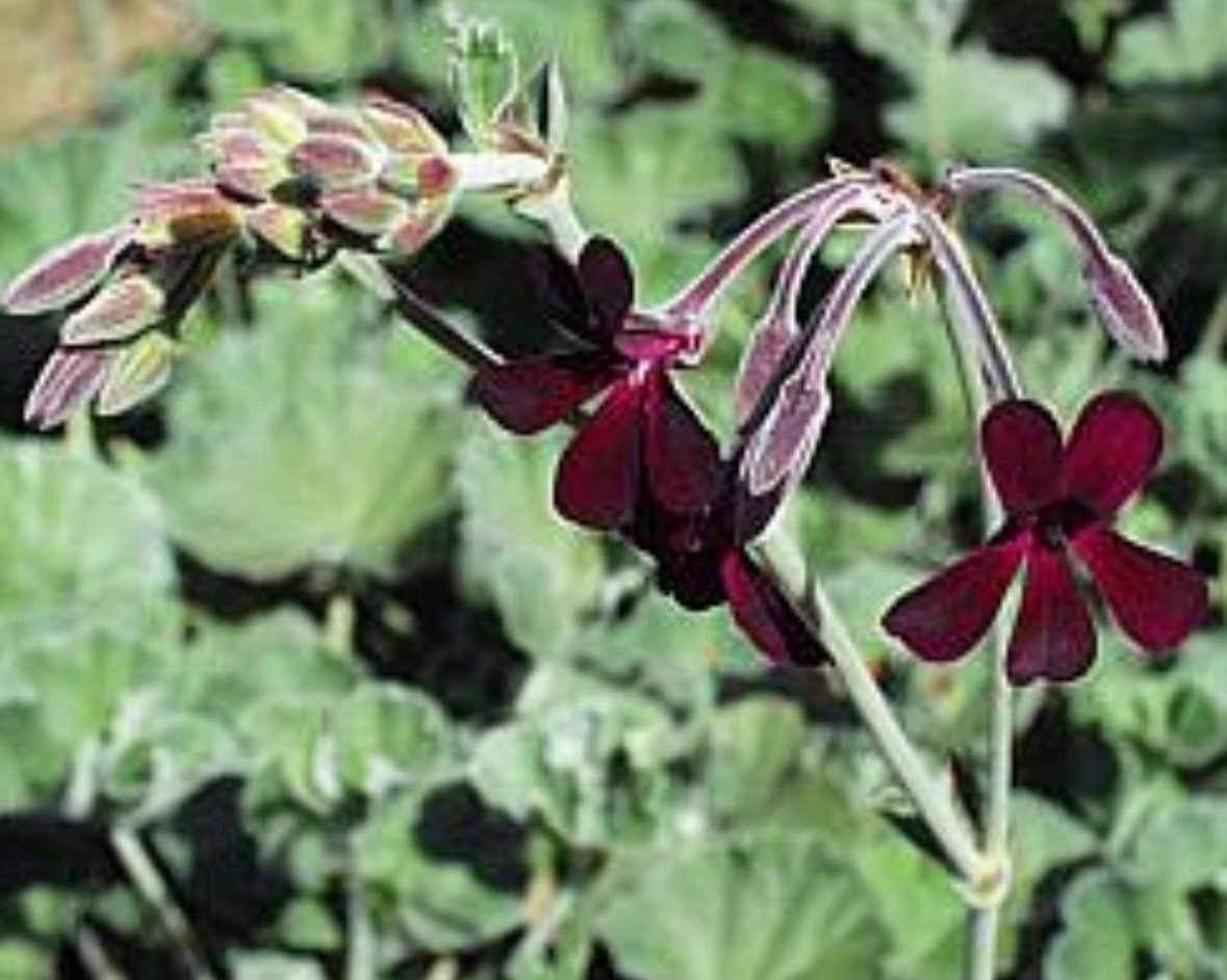 African Geranium Pelargonium sidoides Plant One Gallon Size